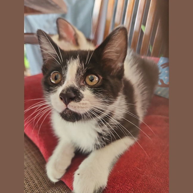 Photo of Bongo