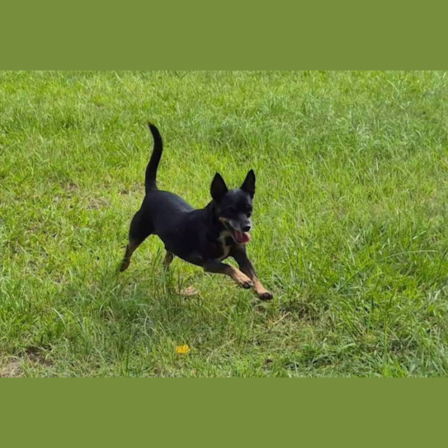 Photo of Rusty Dusty