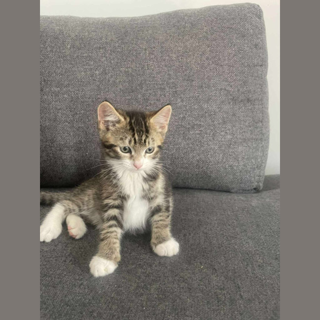 Photo of Pepper