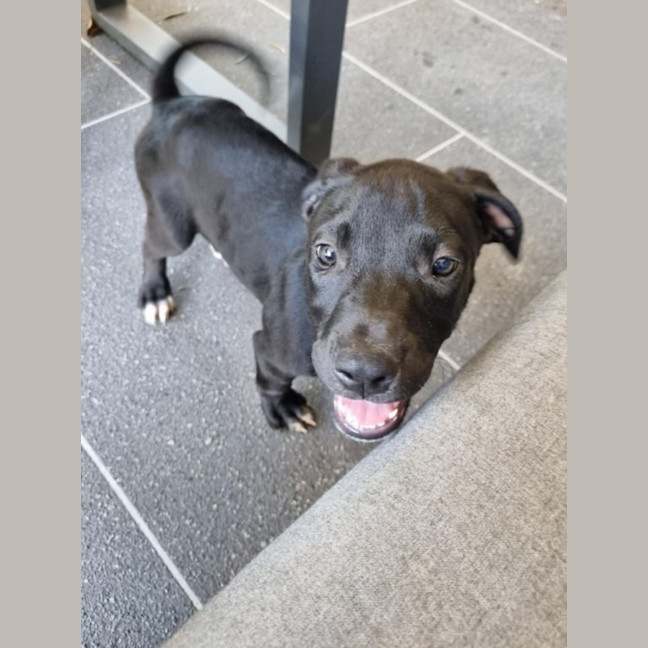Photo of Loki   8 Week Old Staffy X (On Trial)