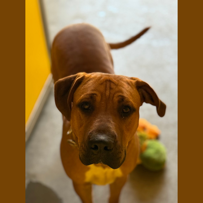 Photo of Big Boy