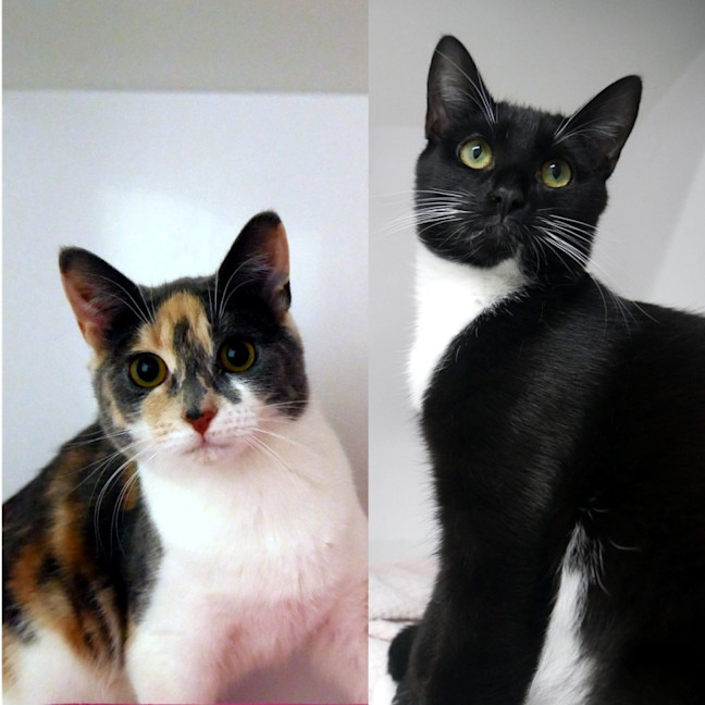 Photo of Sassy & Molly