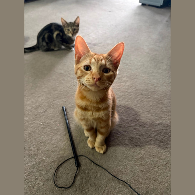 Photo of Roy Harper **2nd Chance Cat Rescue**