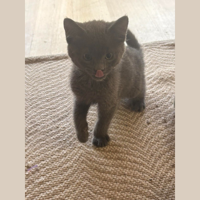 Photo of Shadow
