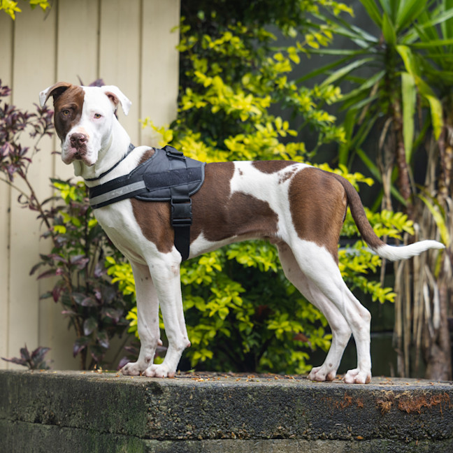 Photo of Diesel