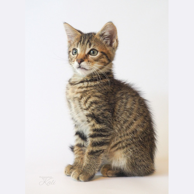 Photo of Paddy