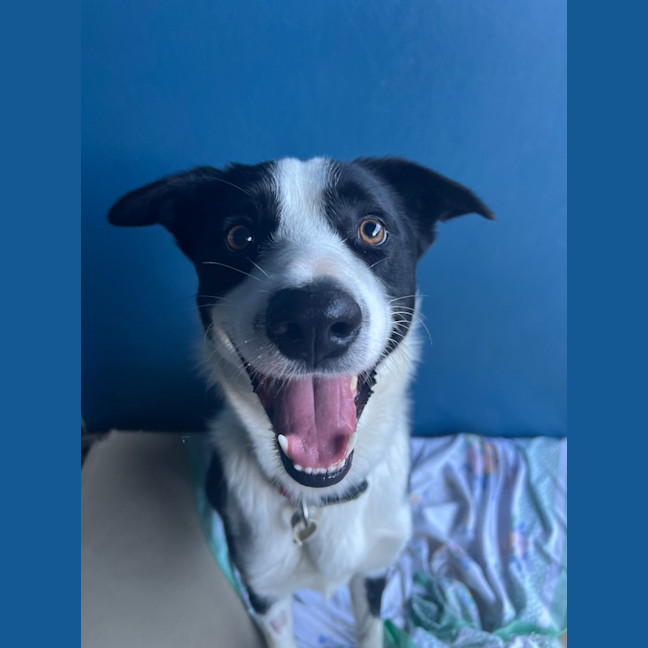 Photo of Oreo