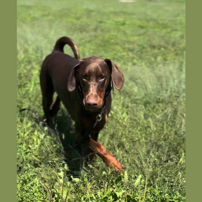Photo of Ms E Von Dobermann