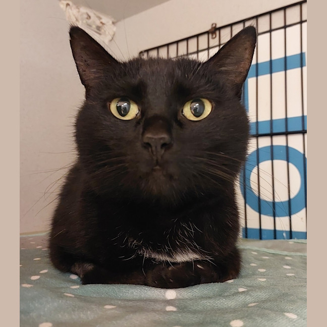 Photo of Viola