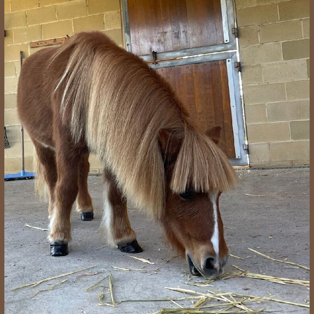 Photo of Rufus