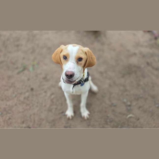 Photo of Goose