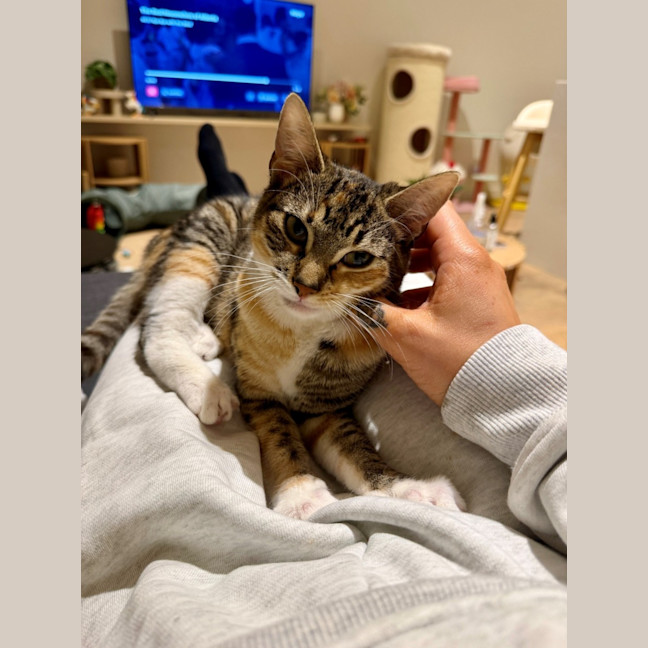 Photo of Maple