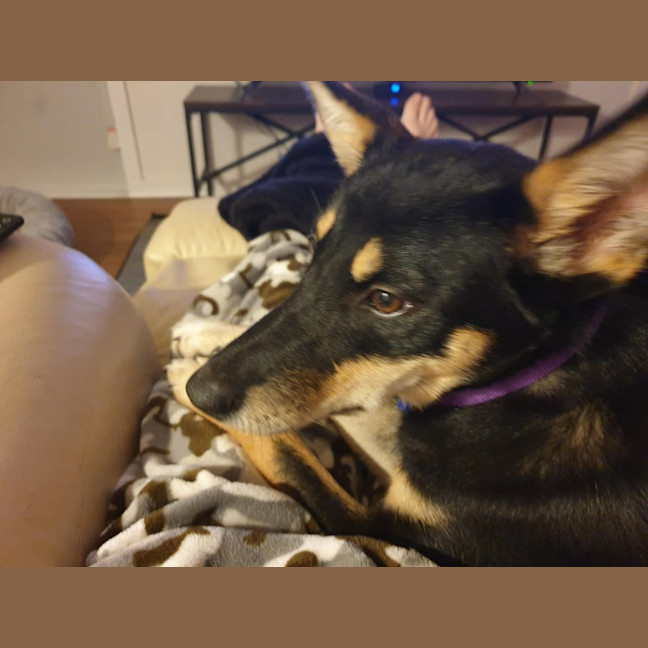 Photo of Ally   6 Month Old Kelpie X