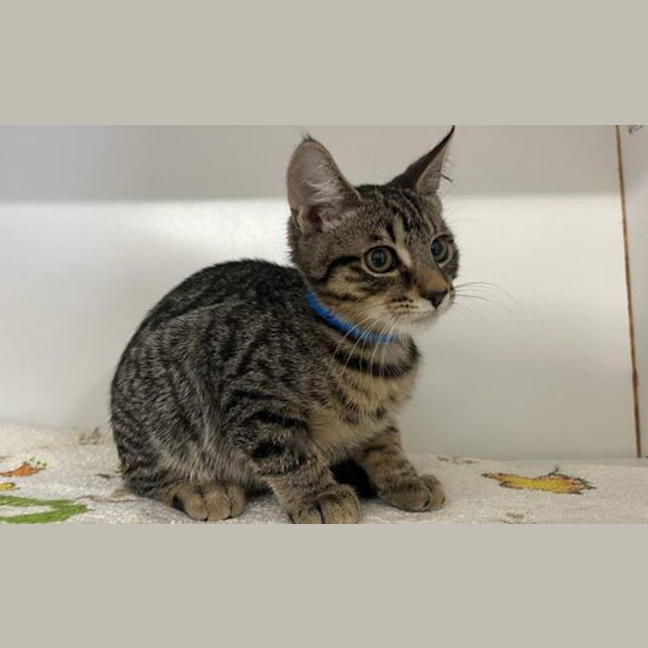 Photo of Tigger