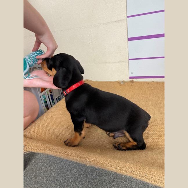 Photo of D1113 Reggie