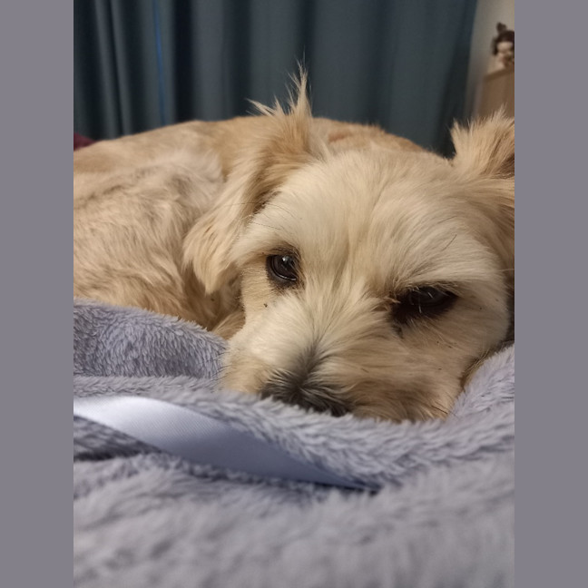 Photo of Sophie (Was Toast)