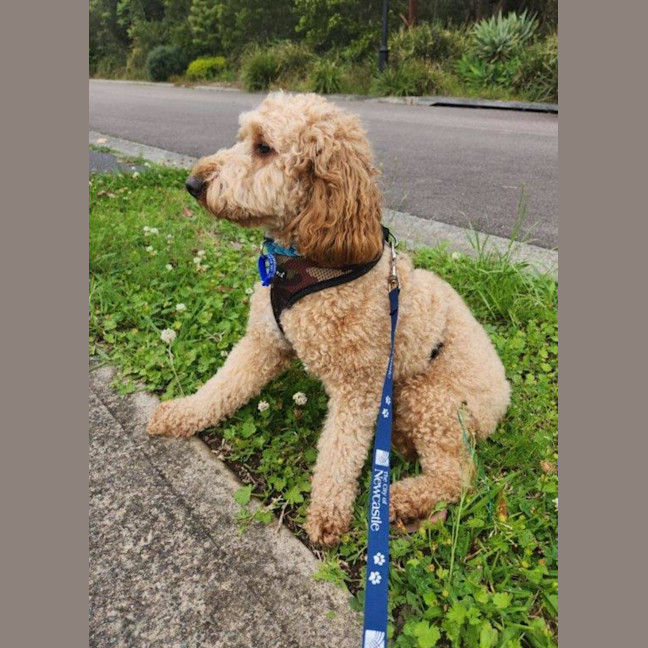 Photo of Caesar   1.5 Year Old Spoodle (Trial)