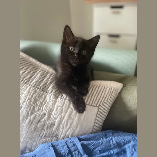 Photo of Pixie Belle