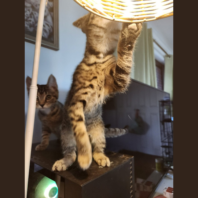 Photo of Oliver