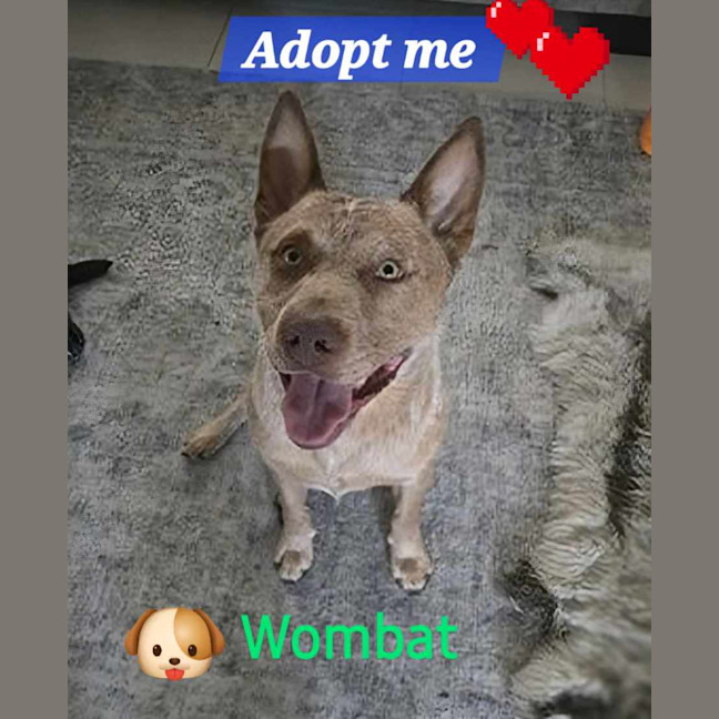 Photo of Wombat