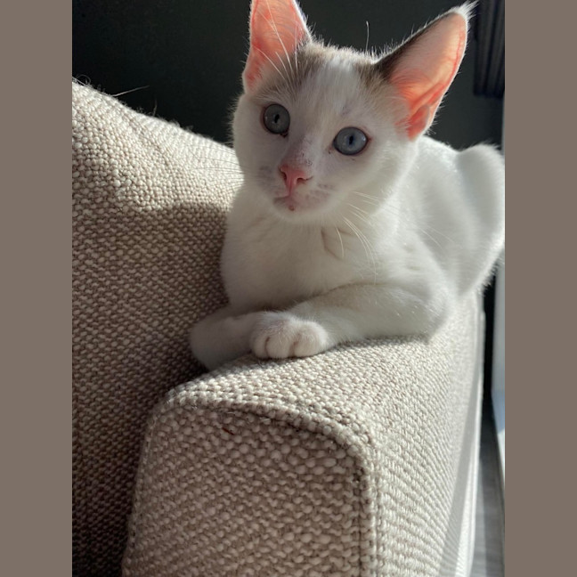 Photo of Vanilla 