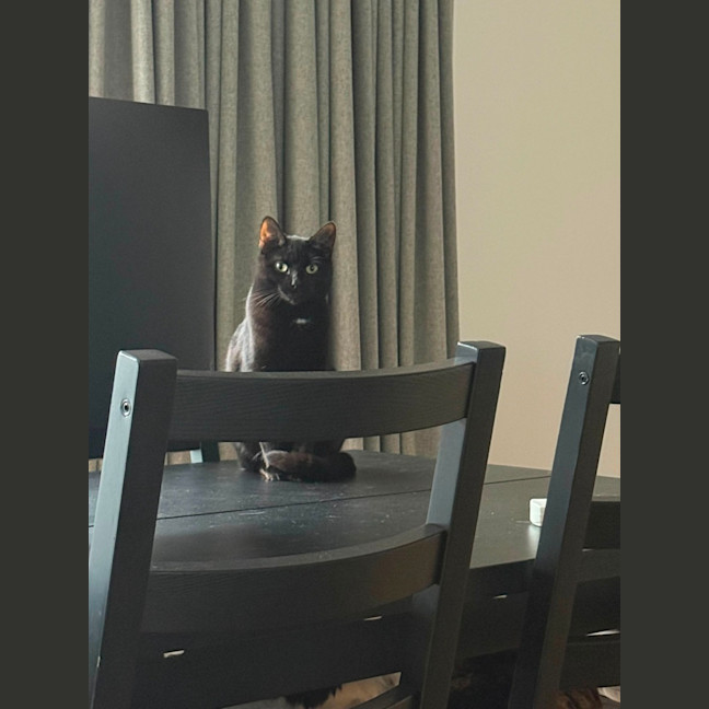 Photo of Raven