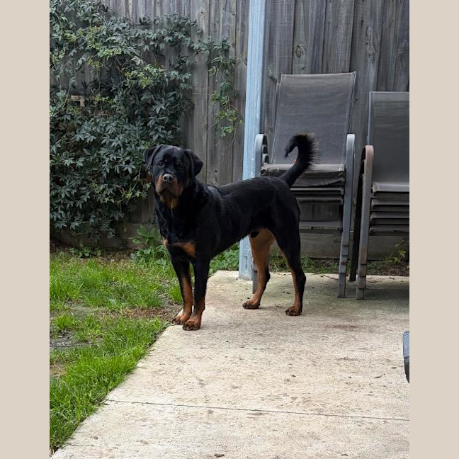 Photo of Duke