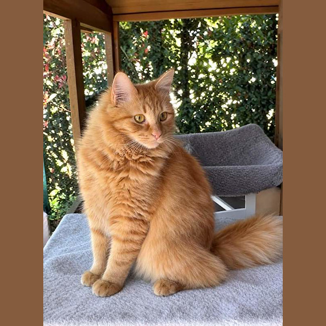 Photo of Gypsy