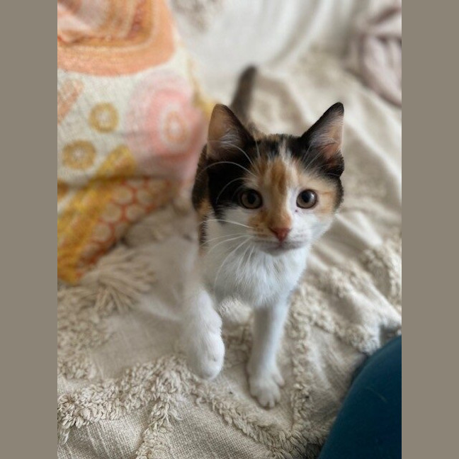 Photo of Sundae