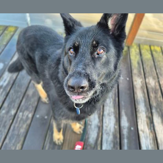 Photo of Rover