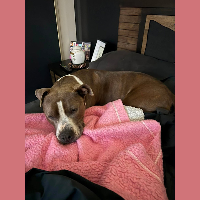 Photo of Tilly "Foster To Adopt"