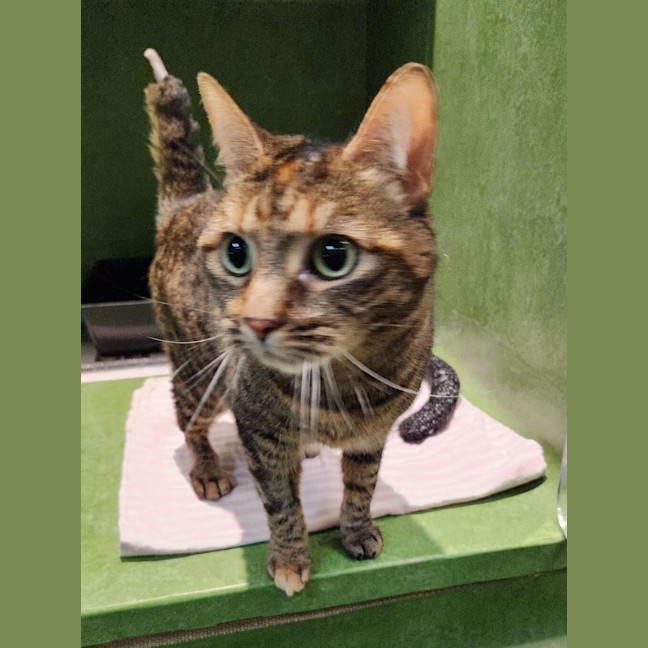 Photo of Belle