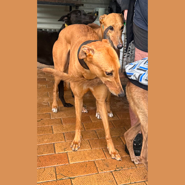 Photo of Goldie