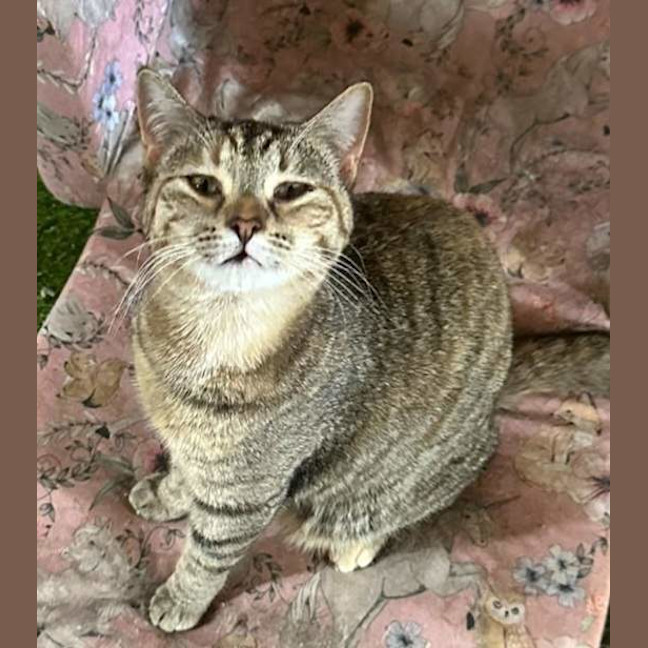 Photo of Socks