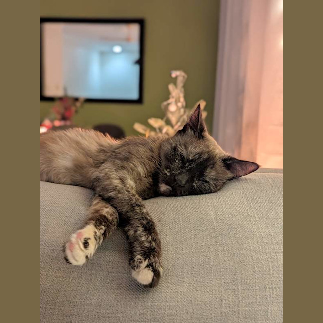 Photo of Sheeba