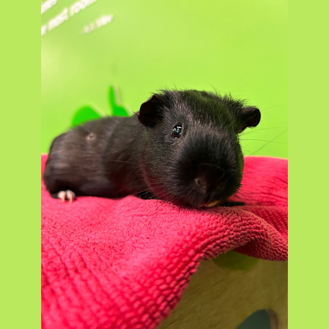 Photo of Hermia