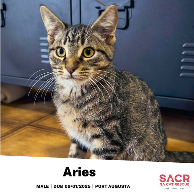 Photo of Aries