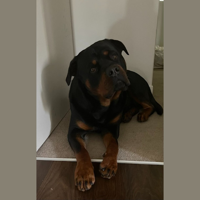 Photo of Bruno