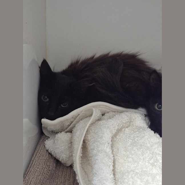 Photo of Kora