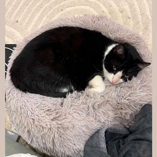 Photo of Charlie   Located In Brunswick West