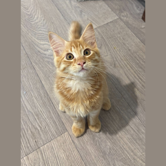 Photo of Leonardo 