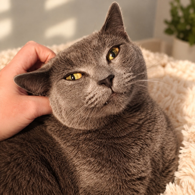 Photo of Stormy