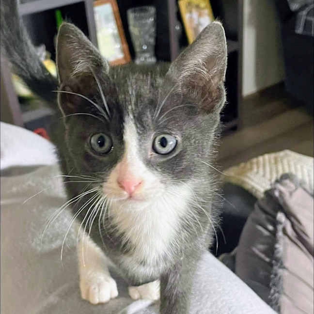 Photo of Zorro