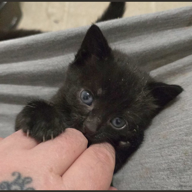 Photo of Rowdy Available 17th