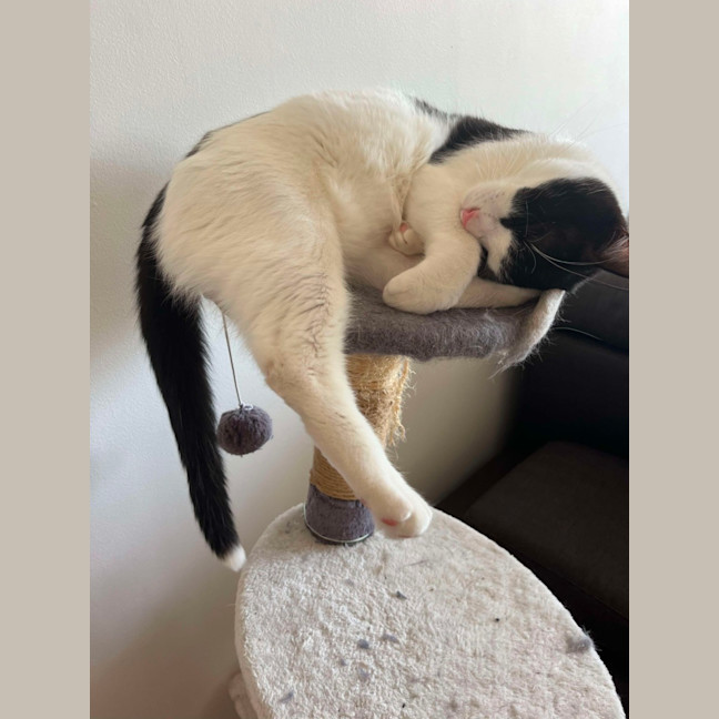 Photo of Hope & Oreo