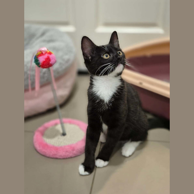 Photo of Sprout