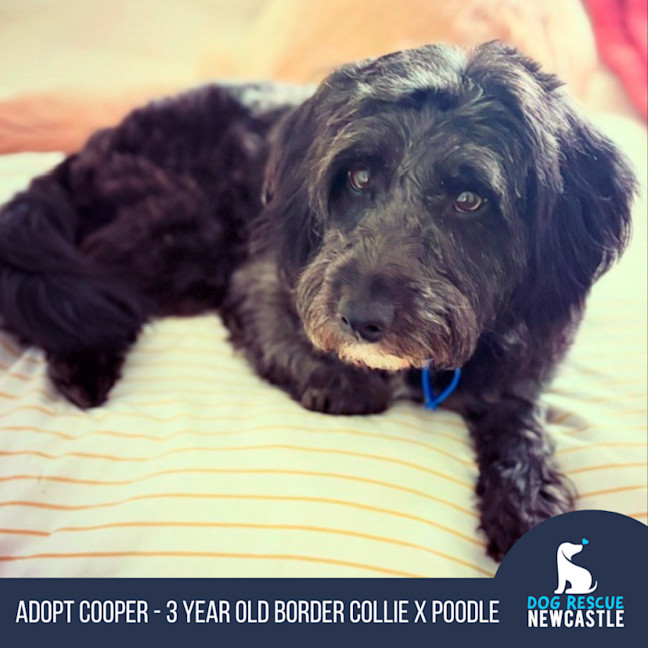 Photo of Cooper   3 Year Old Border Collie X Toy Poodle