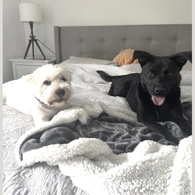 Photo of Pepper   3 Year Old Staffy X