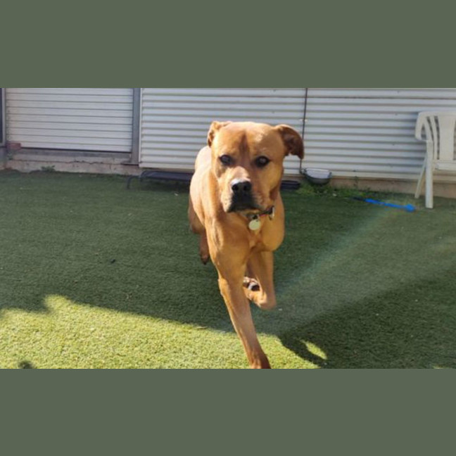 Photo of Archie