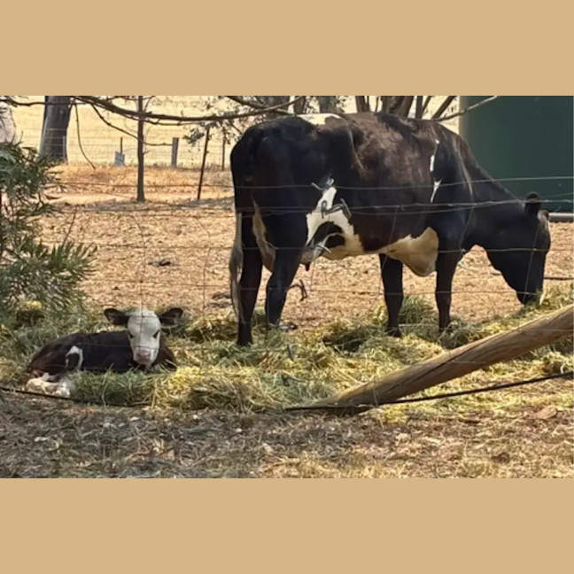 Photo of Willow And Hazel